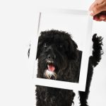Come trasformare la foto del tuo animale in un’opera d’arte
