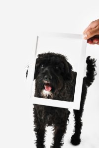 Come trasformare la foto del tuo animale in un'opera d'arte