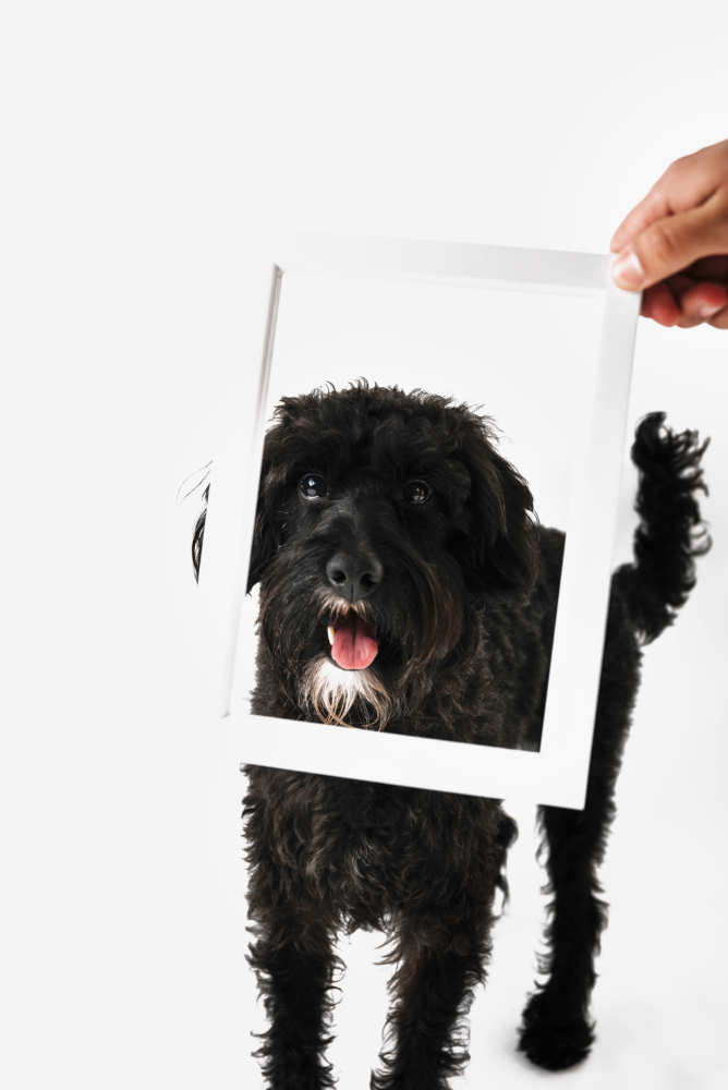 Come trasformare la foto del tuo animale in un’opera d’arte